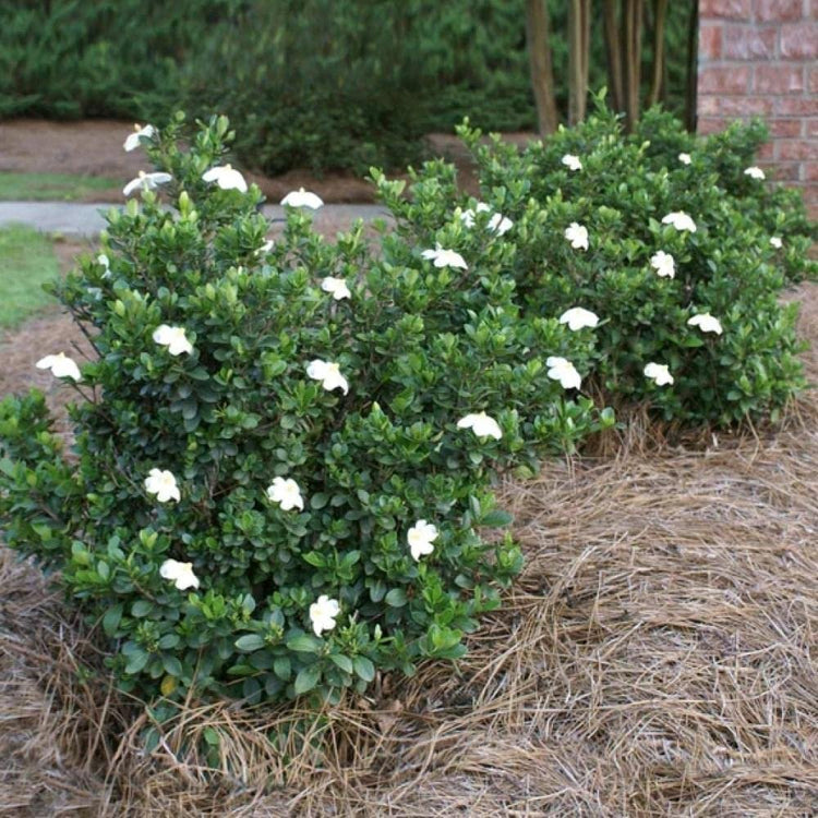 Gardenia Radicans Dwarf | Live Plants | Fragrant Blooming Shrub | Gardenia Jasminoides Cape Jasmine