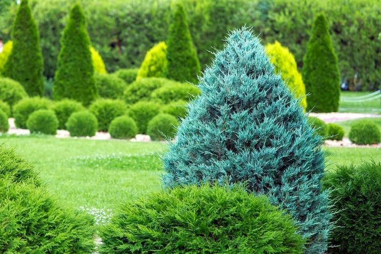 Blue Cone Arborvitae | Live Quart Size Plant | Vibrant Blue-Green Foliage for Landscaping, Hedges, and Privacy Screens, Drought and Deer Tolerant