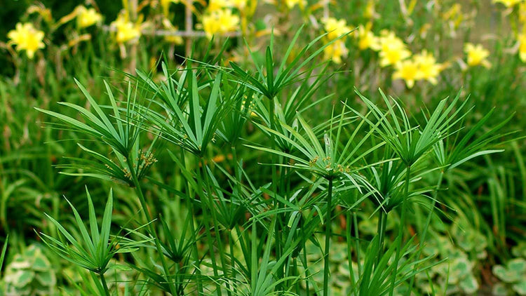 Dwarf Papyrus Plant | Live Plants | Cyperus Shade & Wet Tolerant Aquatic Foliage