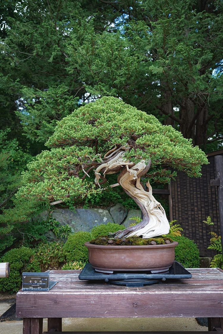 Shimpaku Juniper | Live 4 Inch Pots | Pre-Bonsai Juniperus Chinensis Plants | Symbol of Harmony Balance Meditation and Peace