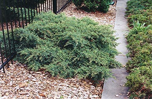 Juniper Nicks Compacta - Live Plants - Juniperus Chinensis - Drought Tolerant Cold Hardy Evergreen Ground Cover