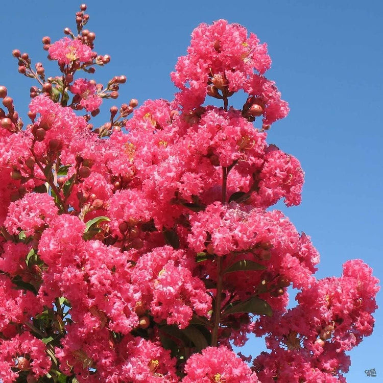 Crape Myrtle Tuscarora | Live Plants | Lagerstroemia Indica | Vibrant Red Flowers | Fast-Growing Ornamental Shrub | Drought-Tolerant | Garden Beauty