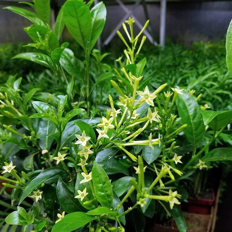 Night Blooming Jasmine I Live Plants I Cestrum Nocturnum | Fragrant White Flowers for Evening Garden Bliss, Perfect for Container Gardening, Easy to Grow