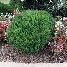 Compacta Holly Ilex | Extra Large 3 Gallon Plant | Ilex crenata 'Compacta' | Dense Foliage Evergreen | Ideal for Landscaping