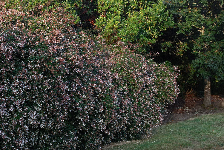 Abelia Grandiflora Edward Goucher | Large Gallon Size Plants | Flowering Butterfly Attracting Shrub