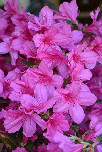 Azalea Southern Charm - Live Plants - Pink Flowering Rhododendron Shrub