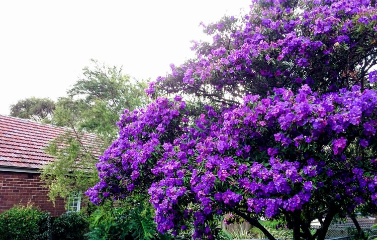 Tibouchina Dwarf | Extra Large 3 Gallon Plants | Tibouchina granulosa Compacta | Vibrant Purple Blooms | Garden Showstopper