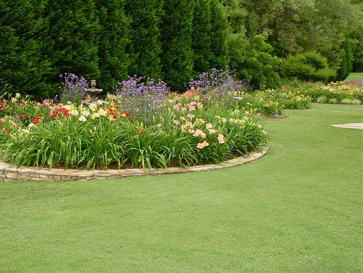 Daylily 'Aztec Gold' - Live Plants - Hemerocallis Blooming Ground Cover Ornamental Foliage