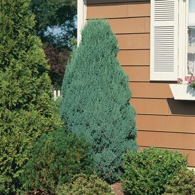 Blue Cone Arborvitae | Live Quart Size Plant | Vibrant Blue-Green Foliage for Landscaping, Hedges, and Privacy Screens, Drought and Deer Tolerant