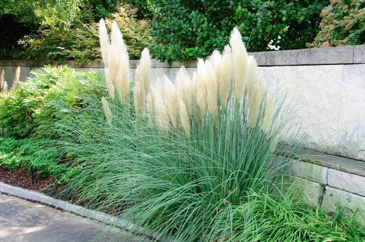 Dwarf Pampas Grass | Live Plants | Cortaderia Selloana Pumila | Compact Low Maintenance Drought Tolerant Ornamental Grass