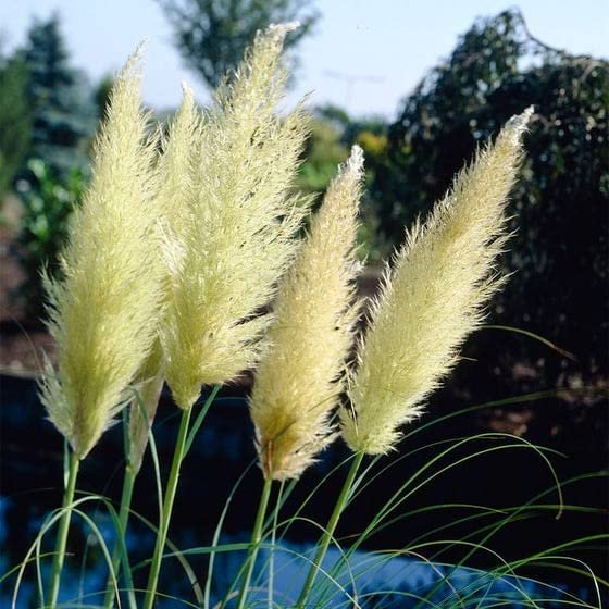 Dwarf Pampas Grass | Live Plants | Cortaderia Selloana Pumila | Compact Low Maintenance Drought Tolerant Ornamental Grass