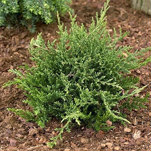 Prince of Wales Juniper | Large Gallon Size Plants | Juniperus horizontalis Prince of Wales | Ideal Ground Cover & Landscape Addition