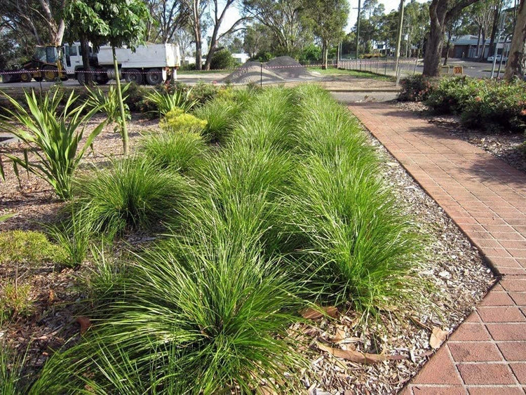 Lomandra Longifolia | Live Plants | Drought-Tolerant Ornamental Grass | Easy-Care Landscape Addition | Garden and Patio Decor