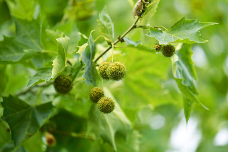 American Sycamore Tree | Live Plants | Platanus Occidentalis | Hardy, Fast-Growing, Shade Provider | Perfect for Landscaping and Outdoor Decor