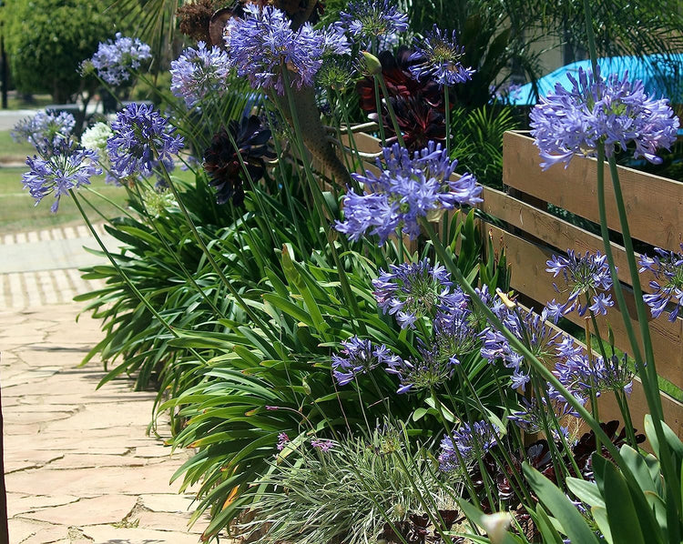 Agapanthus Lily of The Nile - 60 Live Plants - Beautiful Ornamental Blooming Foliage