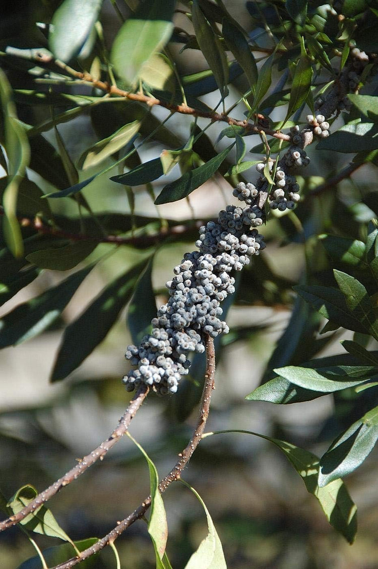 Wax Myrtle | Live Gallon Size Plants | Myrica Cerifera | Ideal for Natural Landscaping | Fragran, Fast-Growing & Hardy (3 Plants)