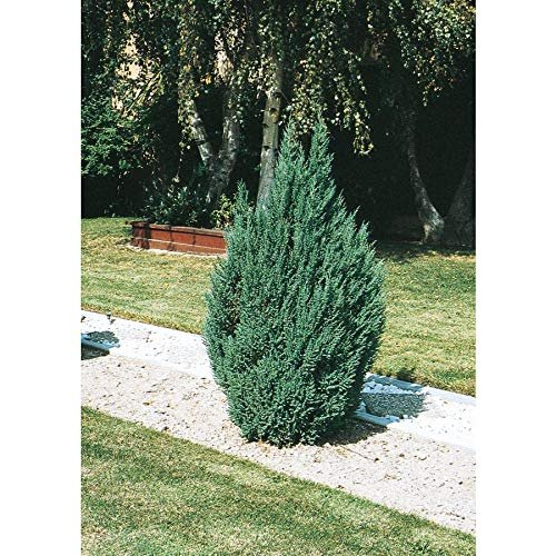 Blue Point Juniper - Live Inch Pot - Juniperus Chinensis - Evergreen Screening Tree