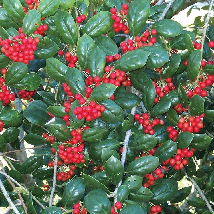 Dwarf Burford Holly - Live Plants - Ilex Burfordi Evergreen Hedge Red Berries Tree Shrub