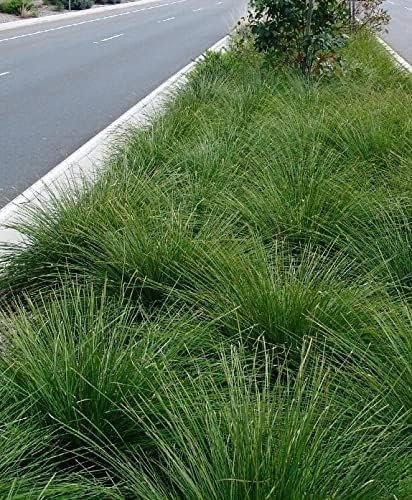 Lomandra Longifolia | Live Plants | Drought-Tolerant Ornamental Grass | Easy-Care Landscape Addition | Garden and Patio Decor