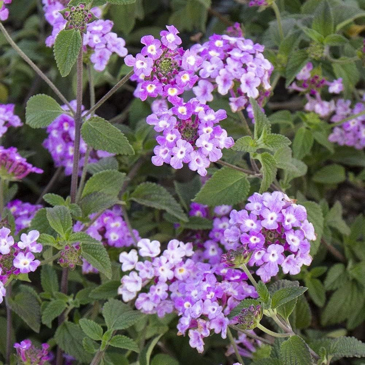 Lantana Purple I Large Gallon Size Plants I Verbenaceae Camara I Live Rich Purple Blooms, Heat and Drought Resistant, Ideal for Containers and Garden Borders (2 Plants)