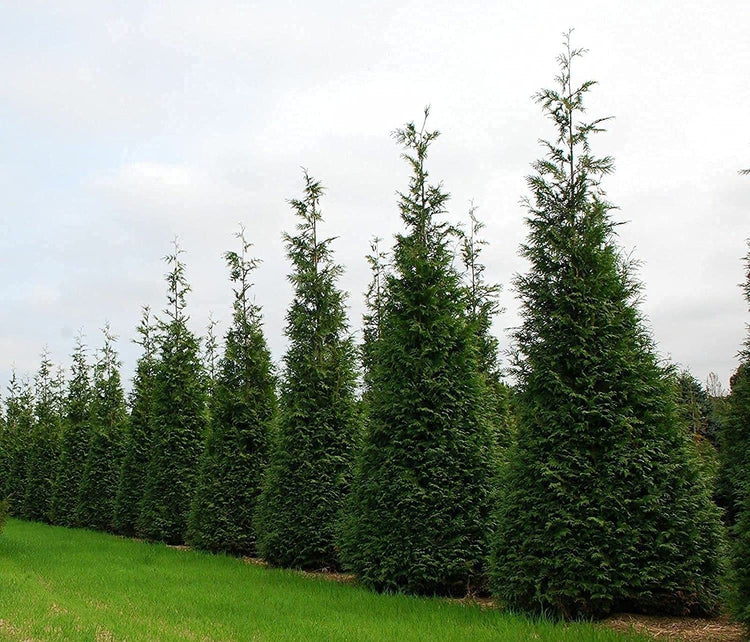 Green Giant Arborvitae | Live Gallon Tree | Thuja Plicata | Evergreen Privacy Screening Plants