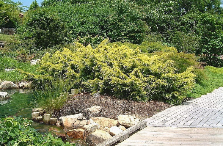 Saybrook Gold Juniper | Live Quart Size Plants | Juniperus Chinensis | Drought Tolerant Cold Hardy Evergreen Groundcover