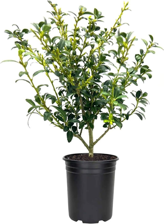 Soft Touch Compact Japanese Holly I Live Quart Size Plants | Dense, Evergreen Shrub Ideal for Low Borders and Decorative Landscaping