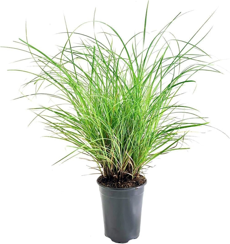 Adagio Maiden Grass | Live 4 Inch Pots | Miscanthus Sinensis | Fast Growing Cold Hardy Ornamental Plants