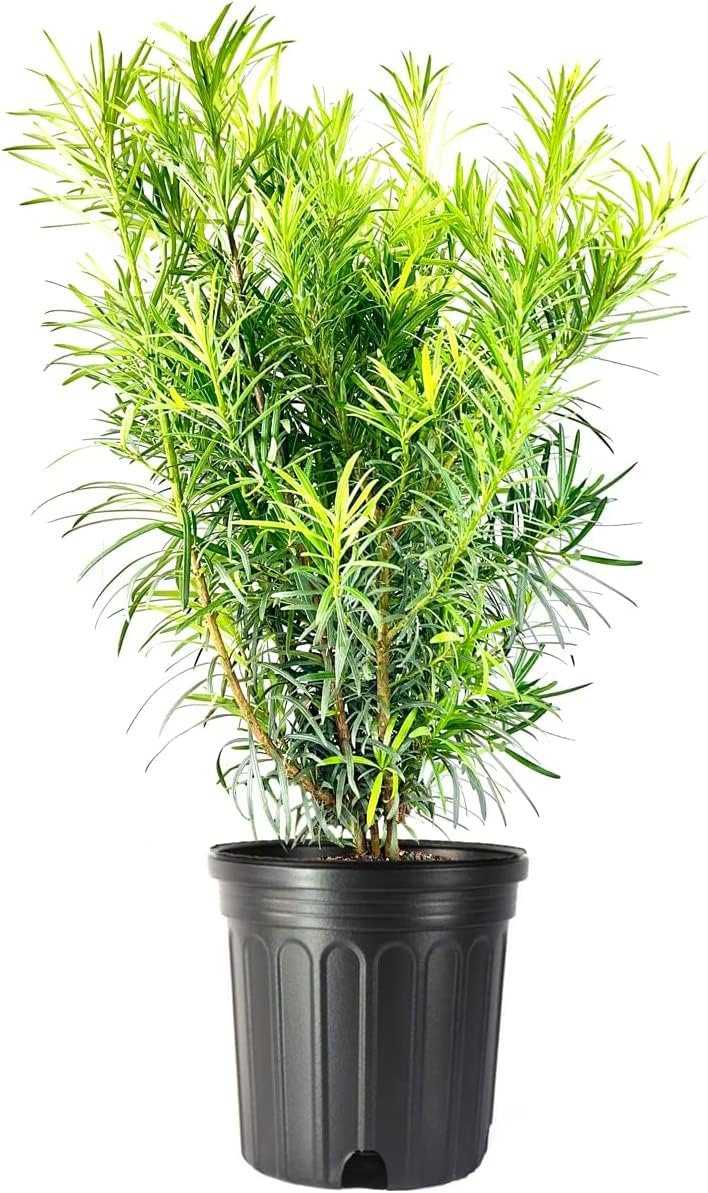 Podocarpus Macrophyllus | Extra Large Gallon Plants | Japanese Yew | Low Maintenance Live Evergreen Privacy Hedge Shrub