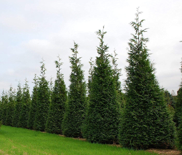 Thuja Arborvitae Green Giant - Live Quart Size Plants - Evergreen Privacy Trees