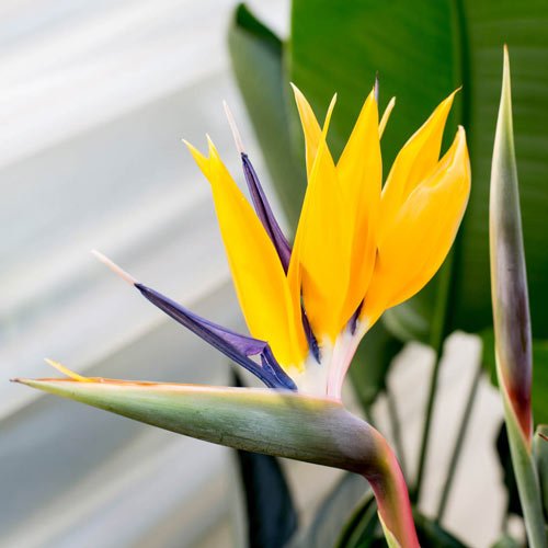 Yellow Bird of Paradise | Live Plants | Mandela's Gold | Strelitzia Reginae | Beautiful Rare Foliage Specimen