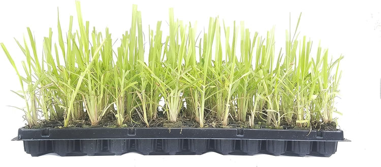 Cymbopogon Nardus Citronella Grass | Live Plants | Perfect for Outdoor Gardens and Patio Decor, Easy-to-Grow Aromatic Plant