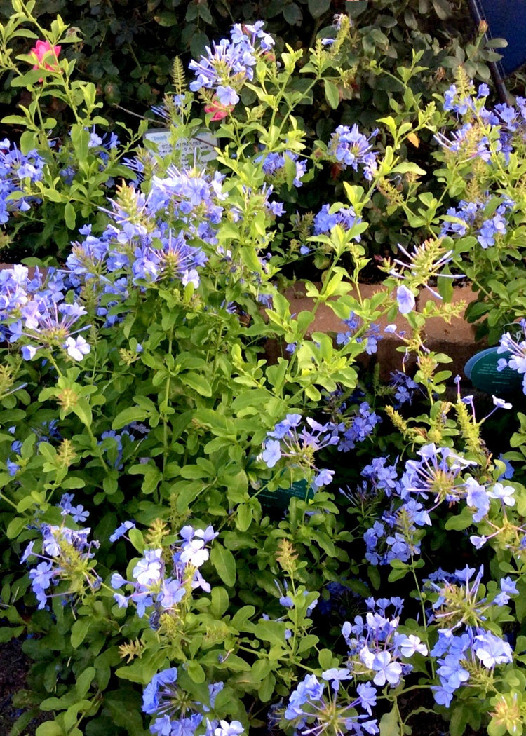 Plumbago Imperial Blue | Extra Large Gallon Plants | Plumbago auriculata | Flowering Shrub | Drought Tolerant