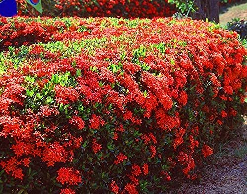 Ixora Maui Red I Large Gallon Size Plants I Rubiaceae Ixora Coccinea | Live Lush Red Cluster Blooms, Heat and Drought Tolerant, Ideal for Tropical and Subtropical Gardens