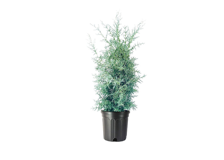 Carolina Sapphire Cypress Tree | Large Gallon Size Plants | Beautiful Evergreen Low Maintenance Cold Hardy Privacy Screen