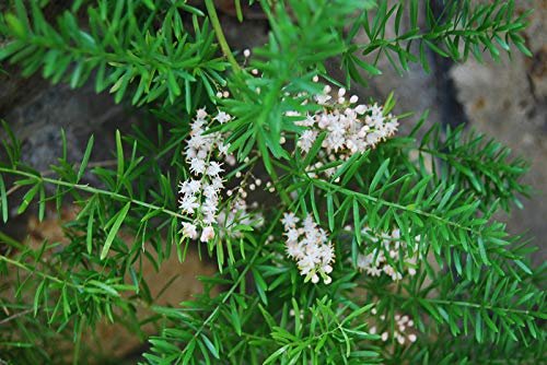 Asparagus Fern - Live Plants - Asparagus Densiflorus Sprengeri