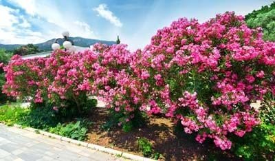 Oleander Calypso | Extra Large 3 Gallon Plants | Nerium Oleander | Hardy Perennial | Vibrant Pink Blooms