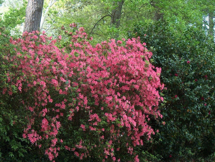 Azalea Duc De Rohan Plants | Live Seedlings | Rhododendron Duc De Rohan | Perfect for Colorful Hardy Gardens | Vibrant Salmon-Pink Colored Blooms