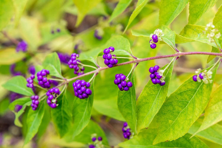 American Beautyberry | Live Plants | Callicarpa Americana | Bird Attracting Beautiful Berries and Foliage