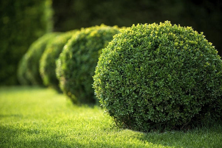 Japanese Boxwood | Live Inch Pots | Buxus Microphylla | Formal Evergreen Low Maintenance Hedge