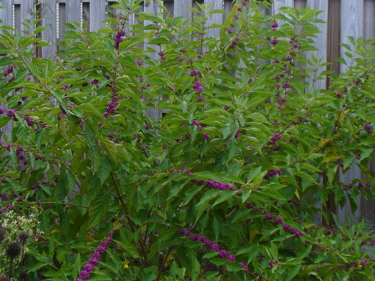 American Beautyberry | Live Plants | Callicarpa Americana | Bird Attracting Beautiful Berries and Foliage