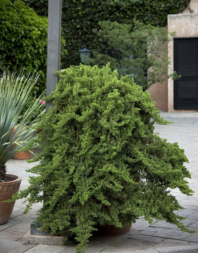 Juniper Procumbens Nana - Live Plants - Drought Tolerant Evergreen Groundcover - Great for Bonsai