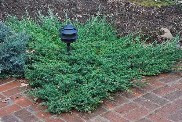 Procumbens Nana Juniper | Extra Large Gallon Plants | Lush, Low-Growing Evergreen, Ideal for Ground Cover, Bonsai, Topiary, and Landscape Design, Hardy & Drought Resistant