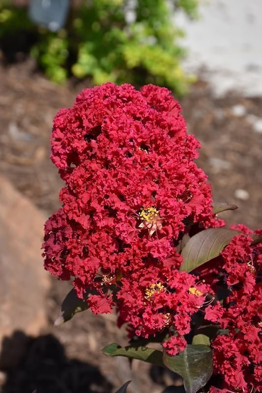 Vibrant Double Feature Red Crape Myrtle | Live Plants | Lagerstroemia Indica 'Double Feature' | Stunning Summer Blooms | Drought Tolerant & Low Maintenance