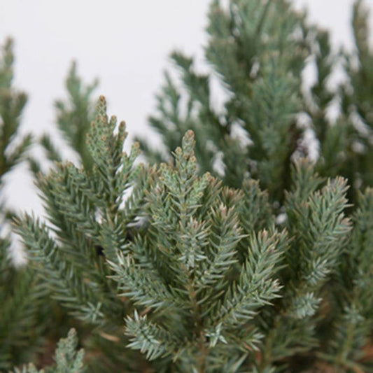 Juniper Parsoni | Large Gallon Size Plants | Juniperus Squamata Expansa Parsons | Drought Tolerant Cold Hardy Evergreen Groundcover