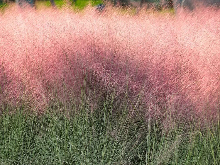 Muhly Grass - Live 1 Gallon Plants - Muhlenbergia Capillaris - Hairawn Muhly | Drought Tolerant Pink Blooming Ornamental Grass