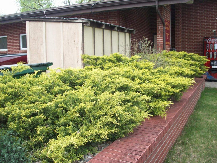 Old Gold Juniper - Live inch Pots - Juniperus Chinensis - Evergreen Cold Hardy Drought Tolerant Groundcover Plants