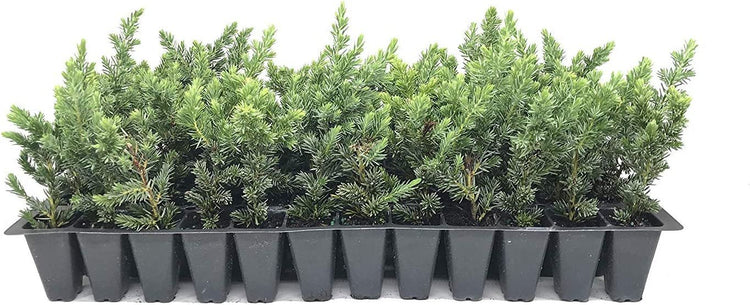 Juniper Blue Pacific | Live Plants | Hardy Drought Tolerant Evergreen Ground Cover