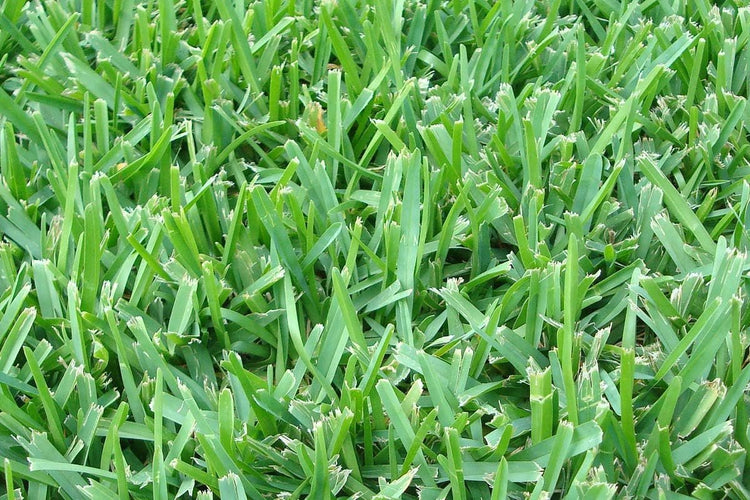 St. Augustine Floratam 3 Inch Sod Plugs - Extra Large Live Plugs - Drought, Salt and Shade Tolerant Turf Grass