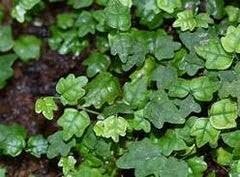 Ficus Pumila Quercifolia | Live Plants | Oak Leaf Creeping Fig, Easy-Care Indoor/Outdoor Trailing Vine Plant, Perfect for Walls and Ground Cover